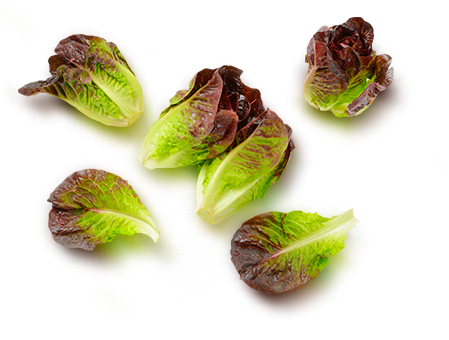 виды листовых салатов