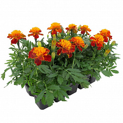 Рассада Тагетис в кассете, 10 шт