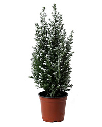 Кипарисовик Элвуди в горшке