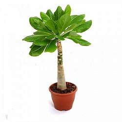 Растение комнатное Бригамия в горшке