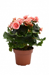 Растение комнатное Бегония в горшке, 20 см