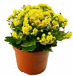 Растение комнатное Аяния в горшке