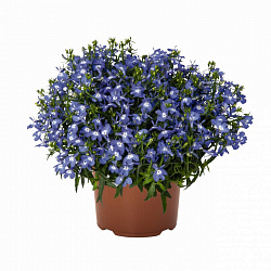 Растение уличное Масуз в горшке