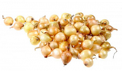 Лук-севок белый