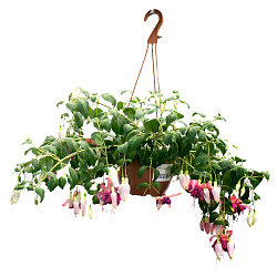 Растение уличное Фуксия ампельное в горшке