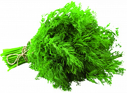 Укроп свежий упаковка, 100 г