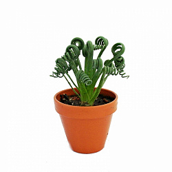 Растение комнатное Альбука в горшке