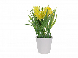 Растение уличное Нарцисс в горшке