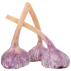 Чеснок молодой