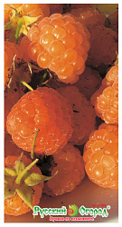 Саженец Русский огород Малина Золотые купола, арт.НК385214