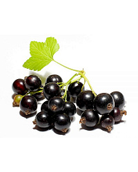 Смородина черная