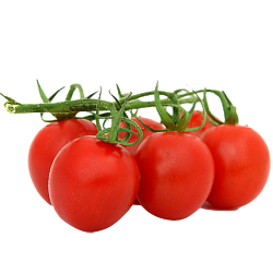 Томаты Слива на ветке