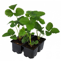 Рассада клубники в горшке