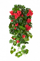 Растение уличное Пеларгония ампельное в горшке