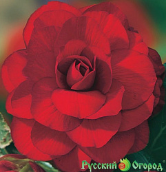 Луковица Русский огород Бегония Дарк Ред, арт.127016