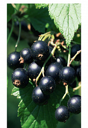 Саженец Русский огород Смородина черная Сладкоплодная, арт.НК386772