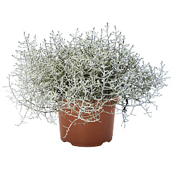 Растение уличное Калоцефалус в горшке