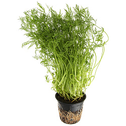 Укроп в горшочке