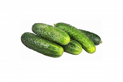 Огурцы грунтовые